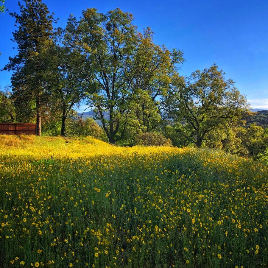 Sequoia Resort Badger Екстериор снимка